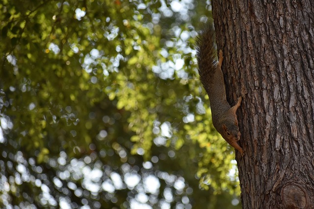CBA俱乐部杯：山东高速首节领先遭逆转 102-106负广厦无缘两连胜