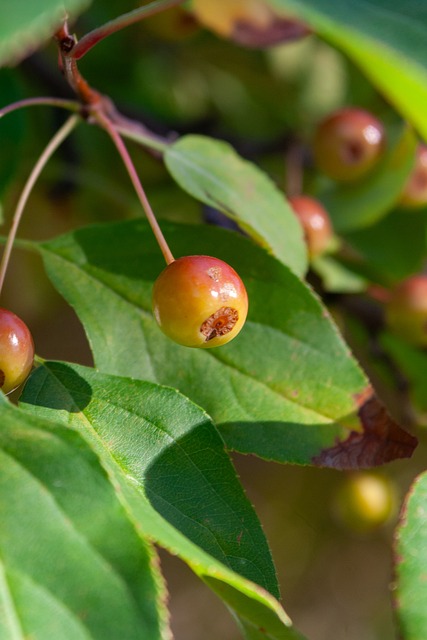 亚冠精英前瞻：林加德迎FC首尔告别战，墨尔本城亚冠赛场三连胜