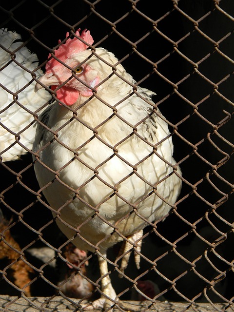 迈阿密国际 迈阿密国际